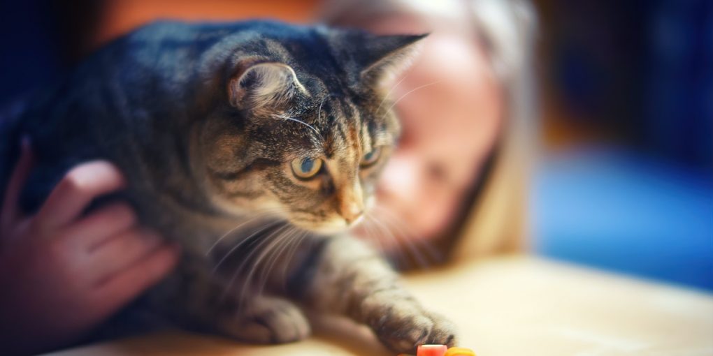 How To Make Friends With Your Cat